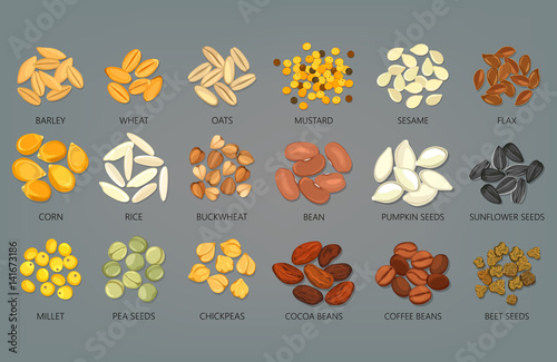 Food seeds and grains, beans of coffee and cocoa photo