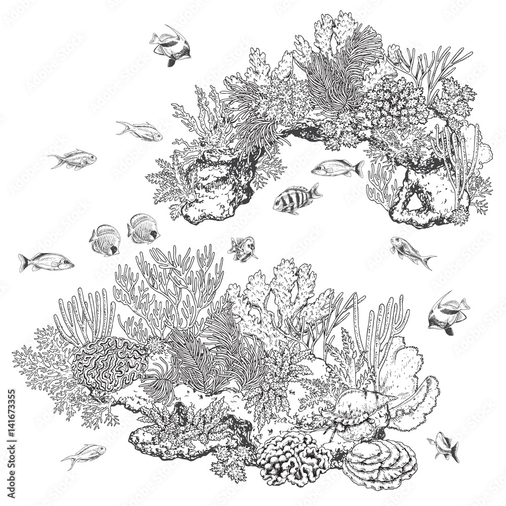 Obraz premium Rafy koralowe i ryby