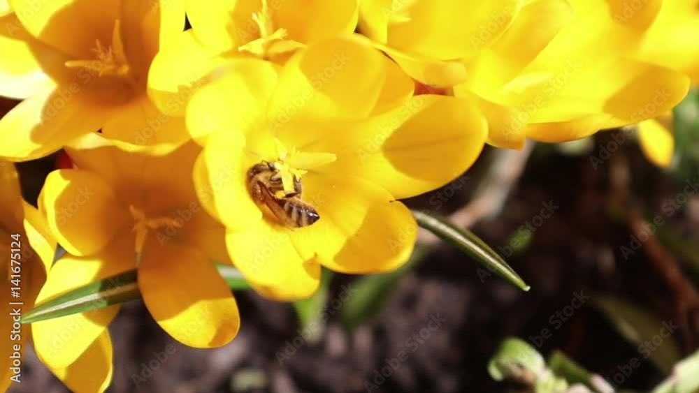 Bee collects nectar and flies. Yellow blooming crocuses in light breeze. Sunny day. Bee collects nectar and flies. Yellow blooming crocuses in light breeze. Sunny day.