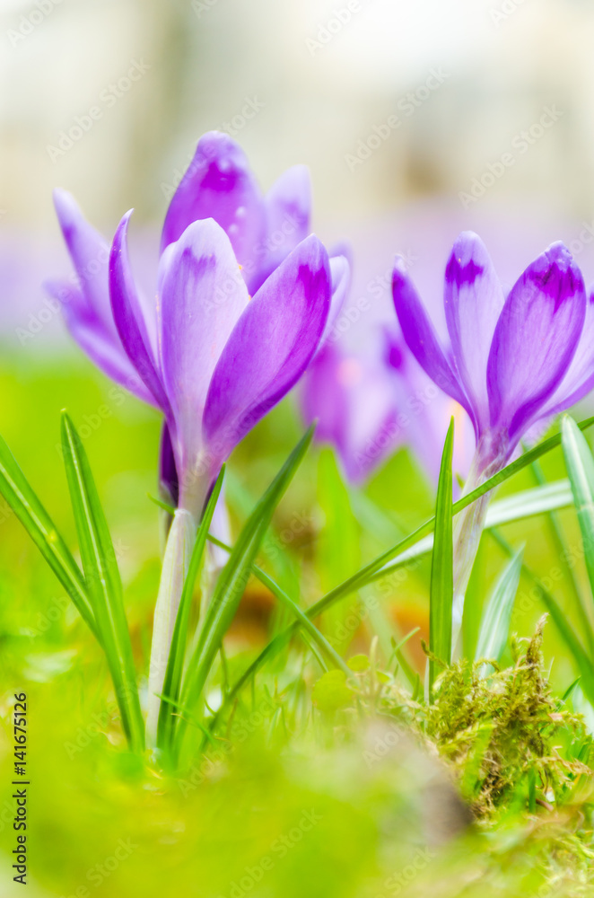The field with crocuses in the wild nature The field with crocuses in the wild nature