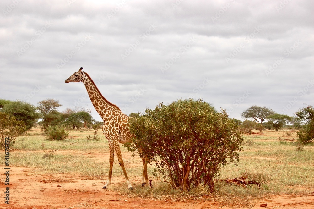 Obraz premium Giraffe