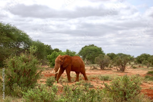 Elephant near the forest