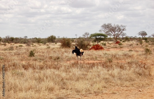 Ostrich in africa