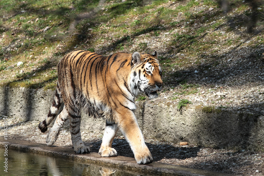 Fototapeta premium Tiger - Panthera tigris