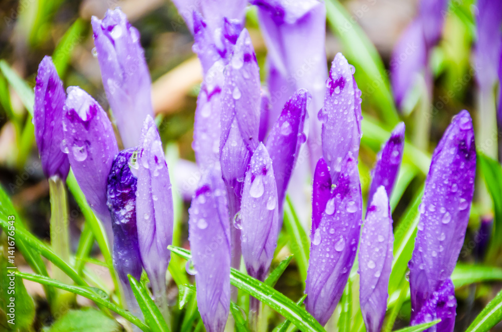 The field with crocuses in the wild nature The field with crocuses in the wild nature