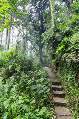 A path in the cloud forest at the Recinto del Pensamiento nature reserve near Manizales  Colombia.