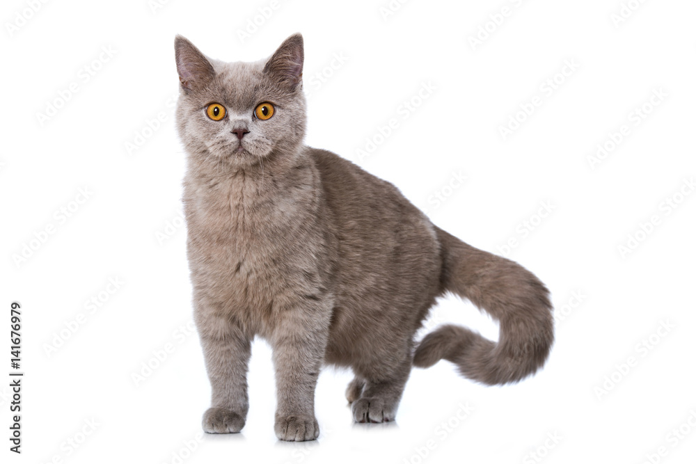 Obraz premium Britisch Kurzhaar Kätzchen
