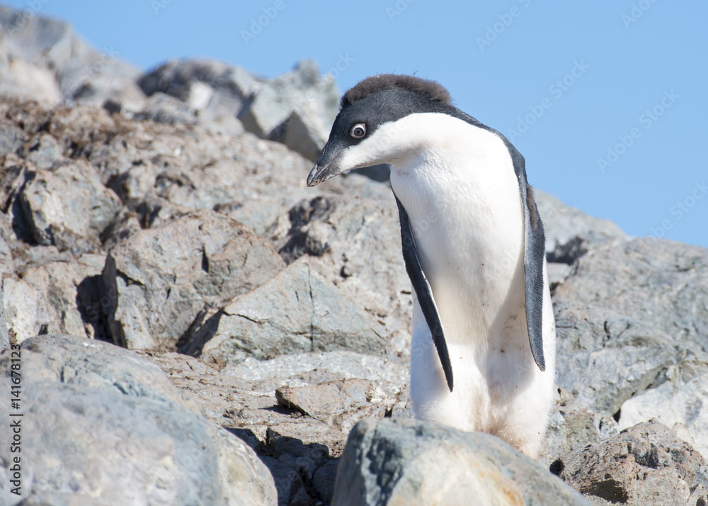Naklejka premium Very shy Adelie Penguin at Yalur Island in Antarctica.