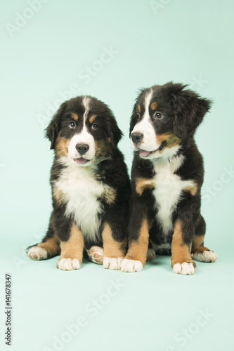 Cute Bernese Mountain Dogs puppies on green background