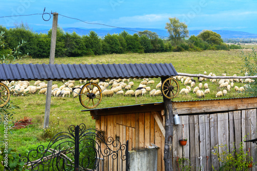 Flock of sheep grazing at the gate of a private house