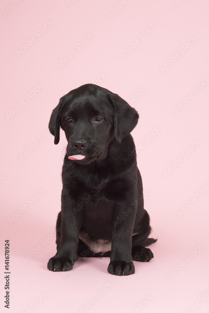 Chocolate Labrador puppy on pink background Chocolate Labrador puppy on pink background