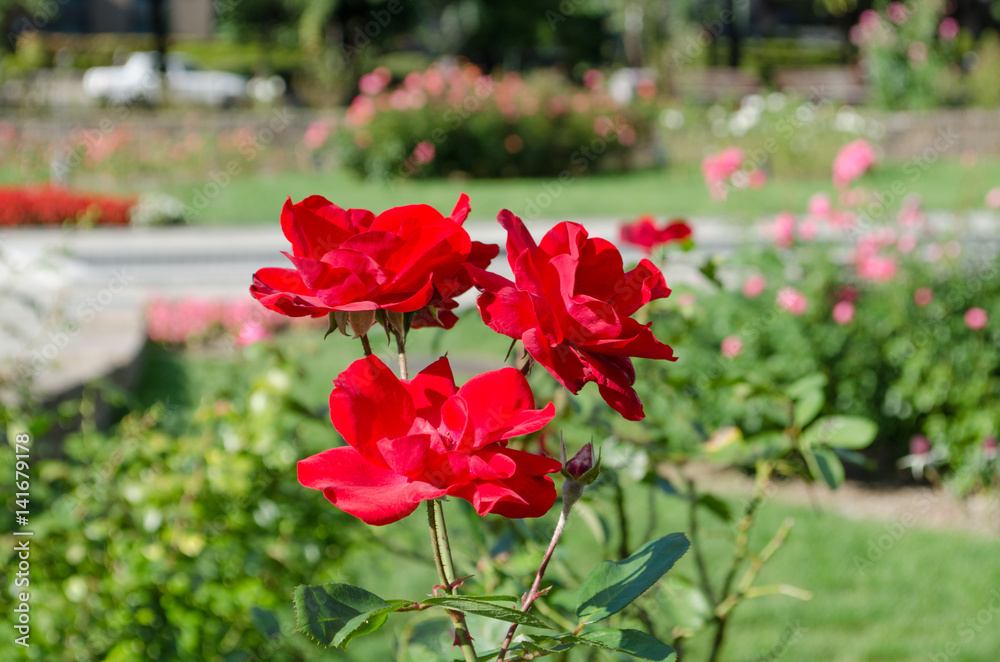 赤い薔薇 赤い薔薇