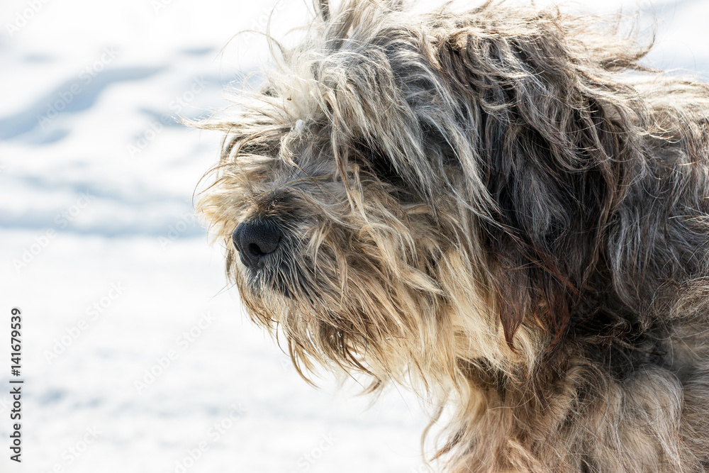 Muzzle of Homeless shaggy dog . Portrait 1