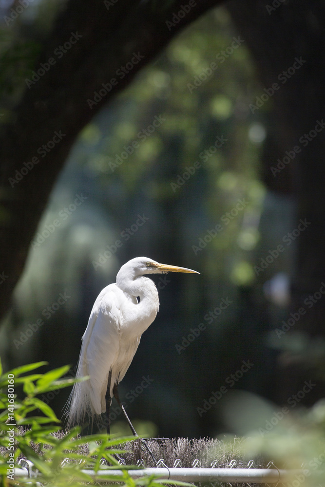 Birds, Flamingo, Cuckoo, Owl, flying, Magpie, Egret, beak, Hawk Birds, Flamingo, Cuckoo, Owl, flying, Magpie, Egret, beak, Hawk