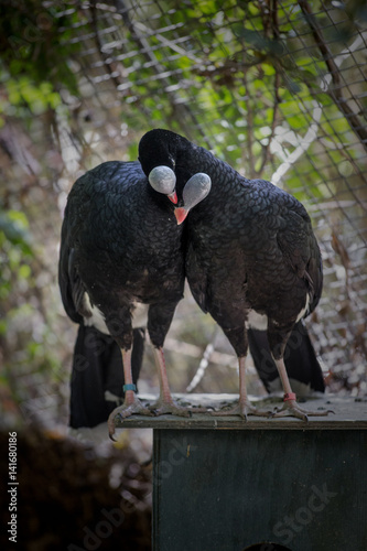 Birds, Flamingo, Cuckoo, Owl, flying, Magpie, Egret, beak, Hawk