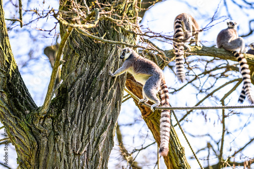 Kattas playing on trees