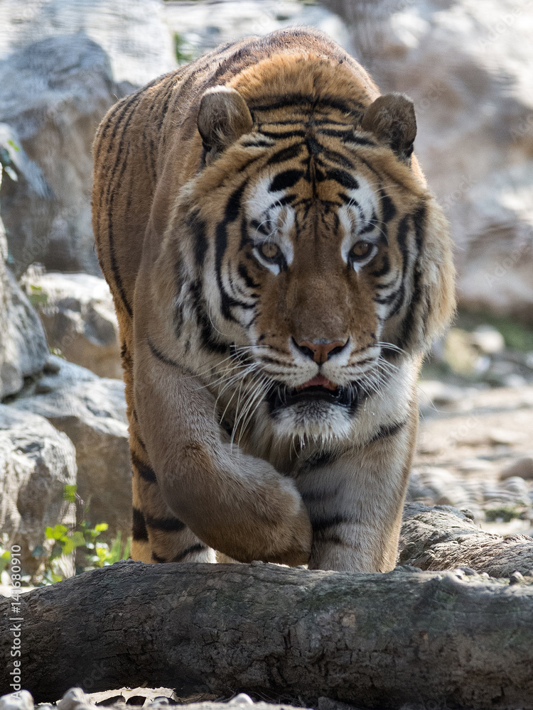 Fototapeta premium Tygrys syberyjski tygrys (Amur tygrys) idzie w moim kierunku