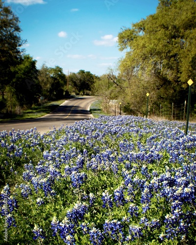 Roadside bluebonnets in central Texas