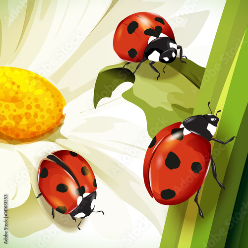 Ladybird illustration. Set of three ladybirds isolated on chamomile and leaves. Can be used in different ways of design, appearance, cover, etc. Vector - stock