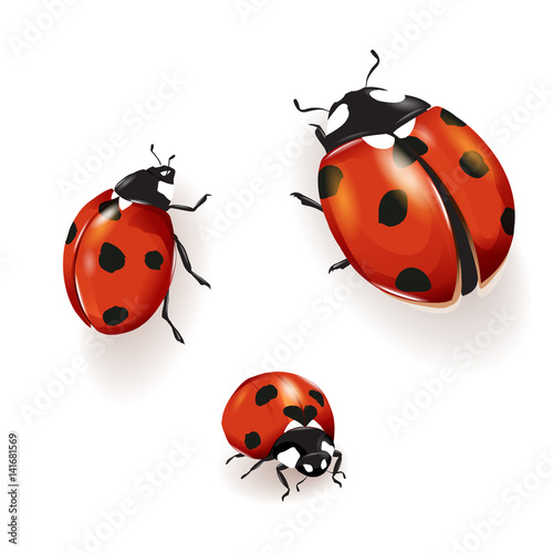 Photographie Ladybird illustration