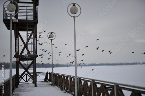 Flying birds by the frozen jetty at Pogoria 3 Dabrowa Gornicza  during winter day