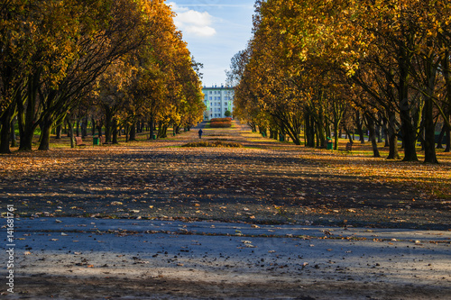 Silesian Park in Katowice. Parkway in autumn with gold trees.