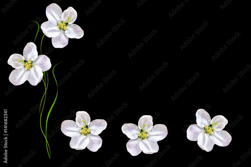 Obraz premium Flowering branch of apple