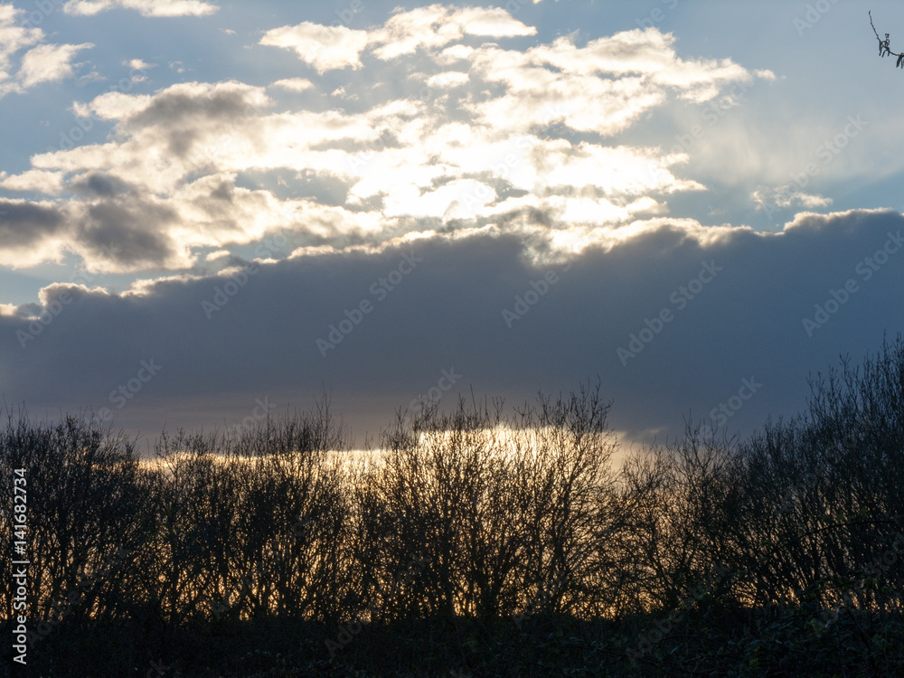 Sunset Trees