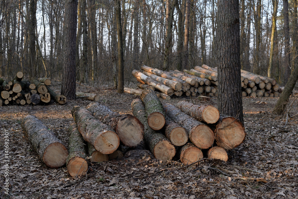 Pile of felled pine logs in the forest Pile of felled pine logs in the forest