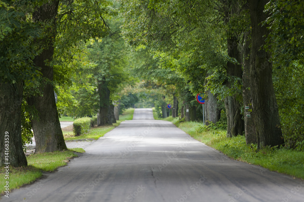 Magical road in the old forest