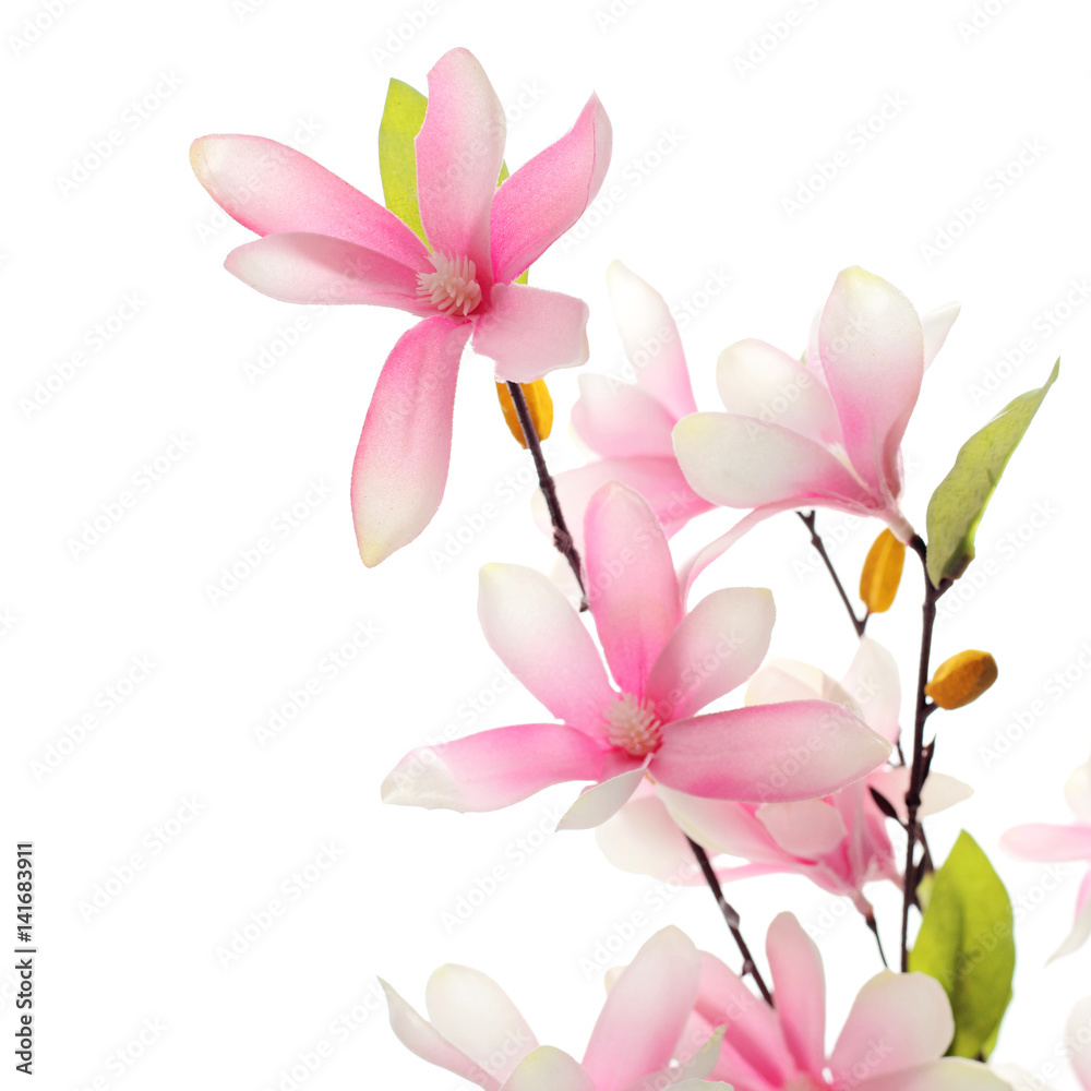 Obraz premium magnolia flowers isolated on white background