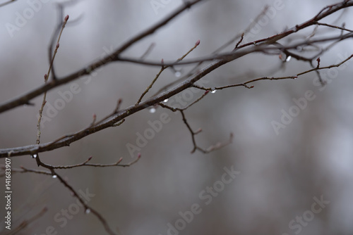 Branches without leaves with drops. Fresh rain drops on the branches. Tree branch with water drop after rain.