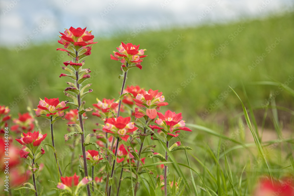 Beautiful Indian Paintbrush