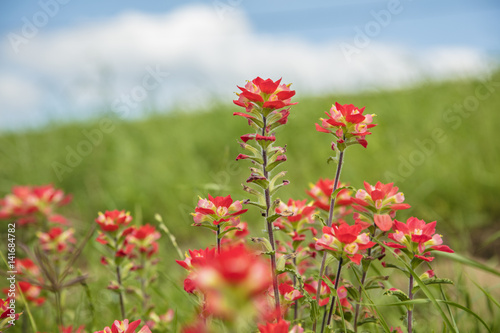 Beautiful Indian Paintbrush