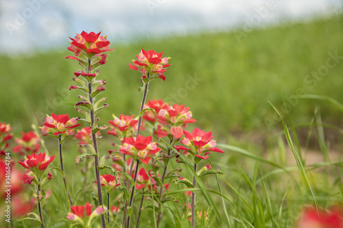 Beautiful Indian Paintbrush