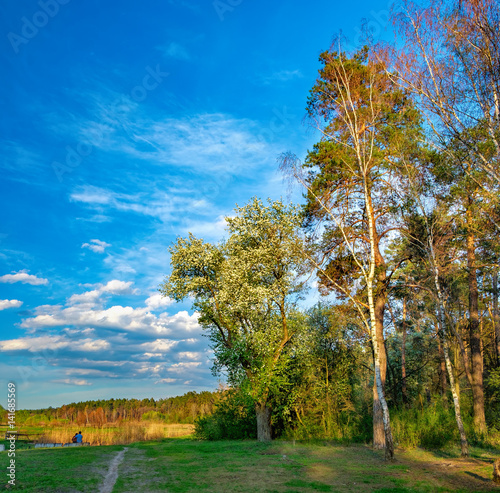 Tall old trees i mixed deciduous-coniferous forest with birch, pine, blooming lilacs in the foreground, Irpen, Ukraine. The edge of the spring forest in the evening sun. Young couple admiring nature