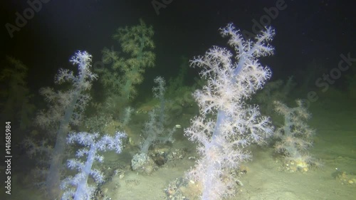 Exclusive soft coral underwter in White Sea. Creative diving and dangerous extreme sport. Unique shooting. photo