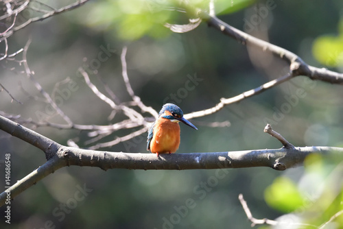 kingfisher © Matthewadobe