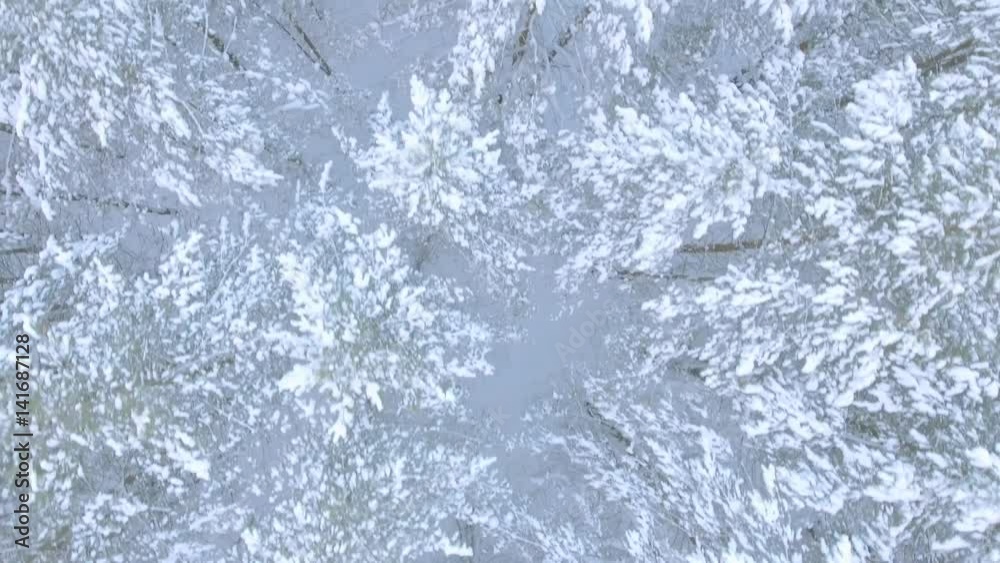 Aerial shot flight over the winter Russian forest with fluffy firs in the snow top view. Aerial shot flight over the winter Russian forest with fluffy firs in the snow top view.