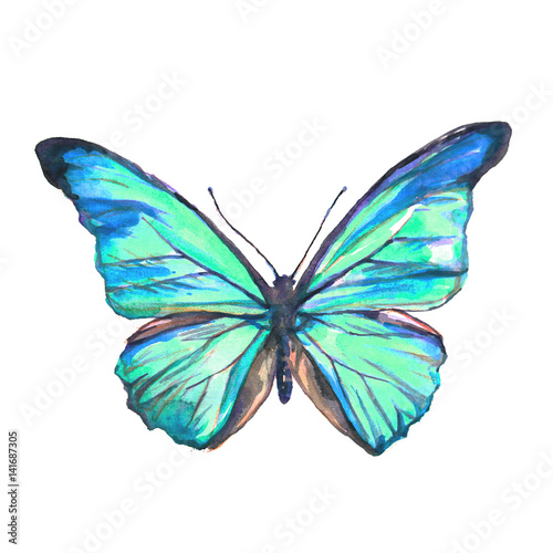 beautiful blue butterfly, isolated  on a white,watercolor © aboard
