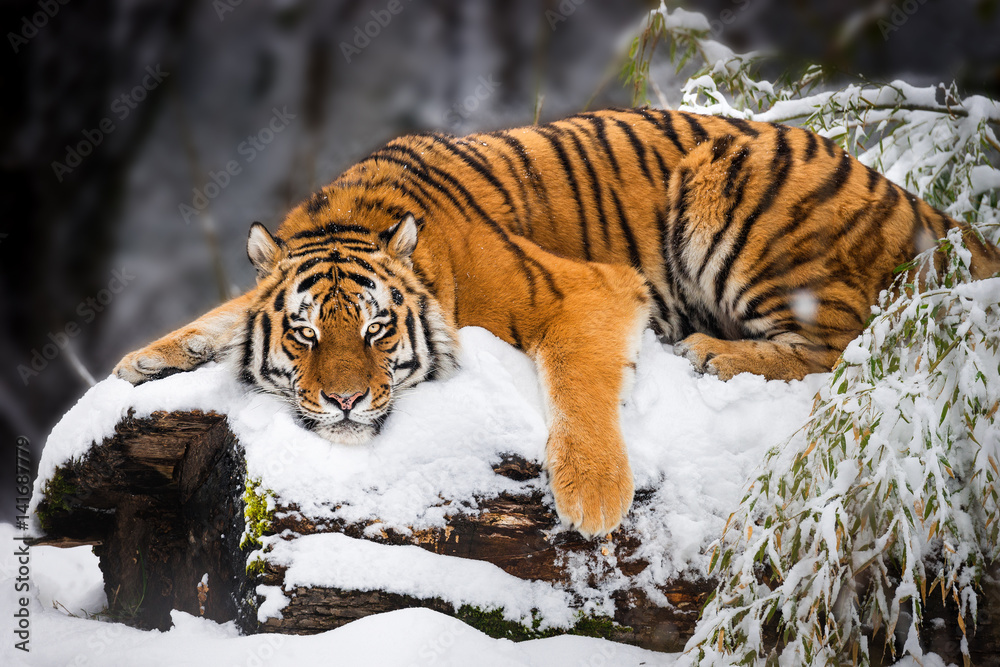 Naklejka premium Tygrys syberyjski leżący w śniegu
