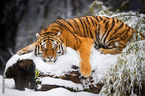 Siberian Tiger lying in Snow