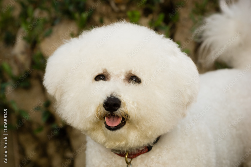 Bicon Frise portrait Bicon Frise portrait