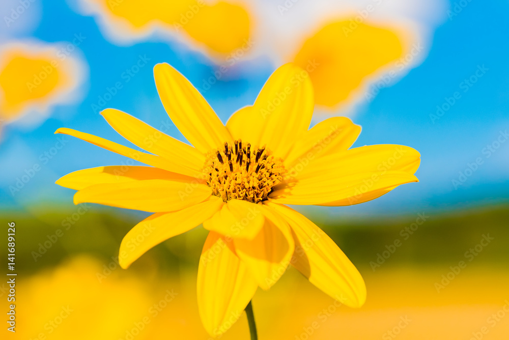 Obraz premium yellow daisy flower in the foreground with blue sky and bee sucking nectar