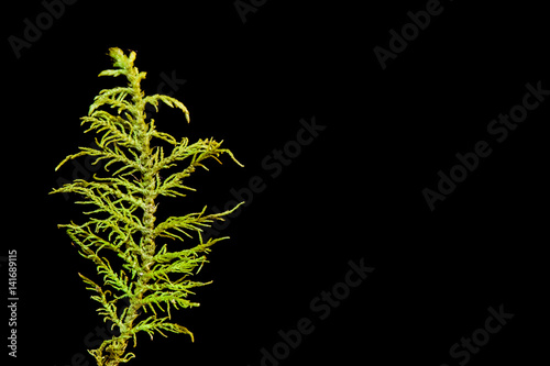 Green moss isolated on black background