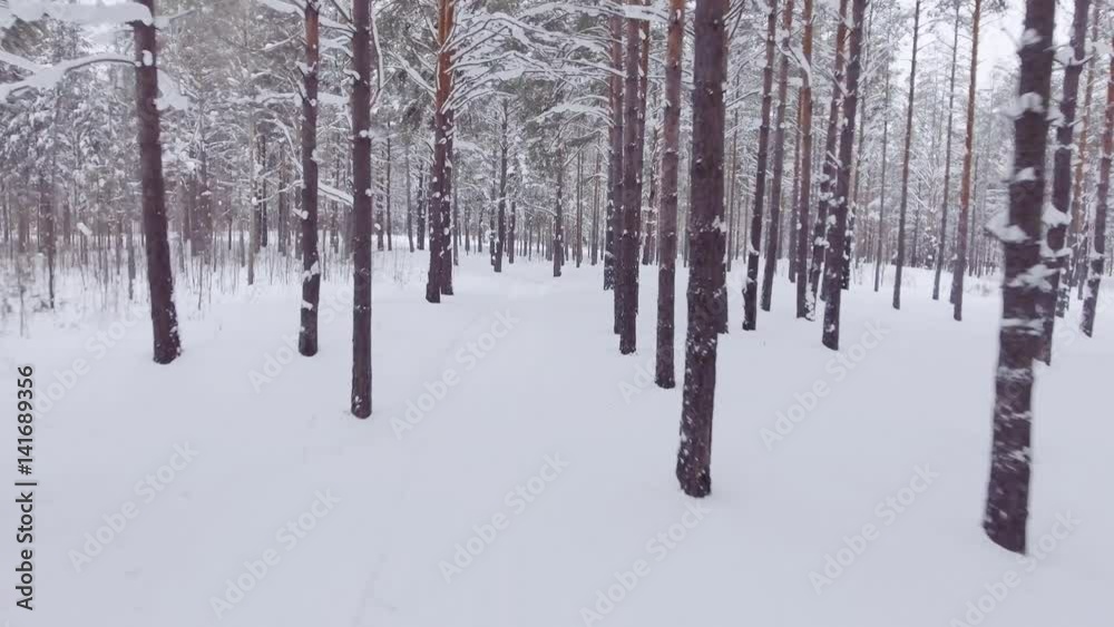 POV walking of someone along the path in a beautiful winter forest, white fluffy snowdrifts and tall mighty trees POV walking of someone along the path in a beautiful winter forest, white fluffy snowdrifts and tall mighty trees