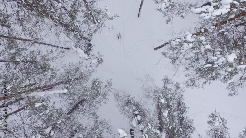 Typical Russian forest in winter, girl walks through the forest, enjoying nature, top view Typical Russian forest in winter, girl walks through the forest, enjoying nature, top view