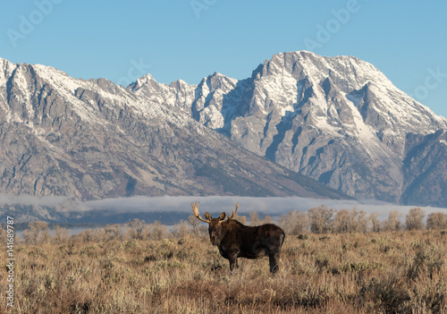 Moose and Mt. Moran © Ronnie Howard