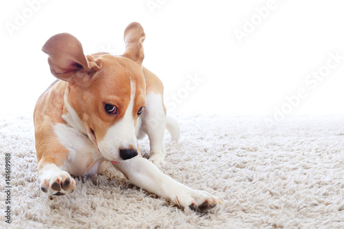 Funny dog on carpet