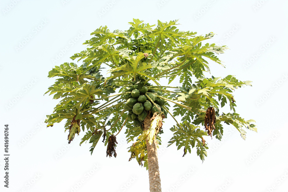 Papaya tree bearing lots of fruits. Papaya tree bearing lots of fruits.
